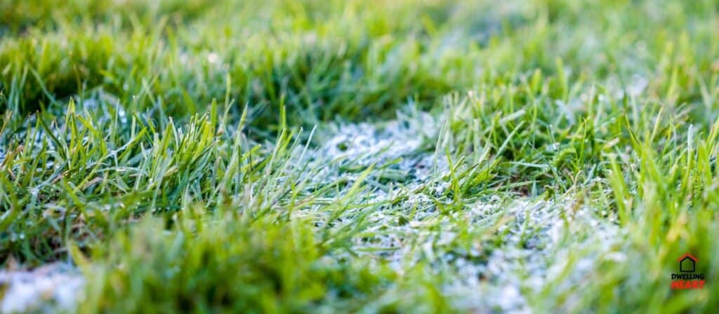 Here are five of the best tips for how to protect grass in winter